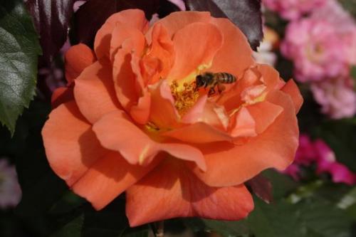 Розы Кордес, что это. Розы Кордеса: неприхотливость и надежность