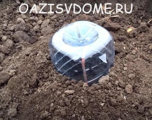 Как правильно укрыть виноград первого года посадки. Укрытие на зиму молодого винограда 1 года: когда как и чем укрыть саженец