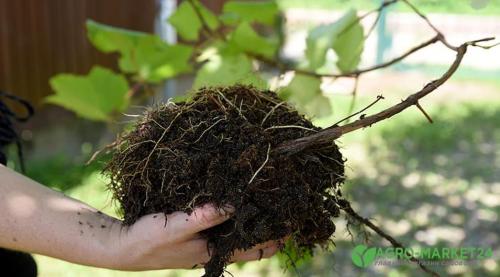Первые шаги к успеху: обрезка и укрытие винограда первого года посадки 05 Первые шаги к успеху: обрезка и укрытие винограда первого года посадки 05