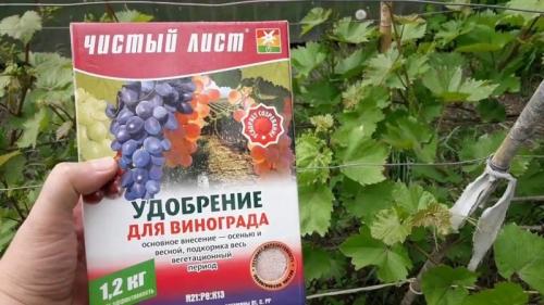 Как избежать заражения винограда во время обрезки летом
