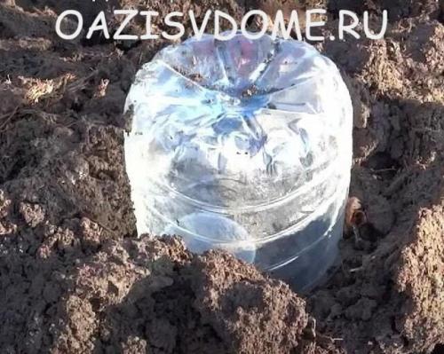 Какие инструменты необходимы для обрезки винограда первого года посадки