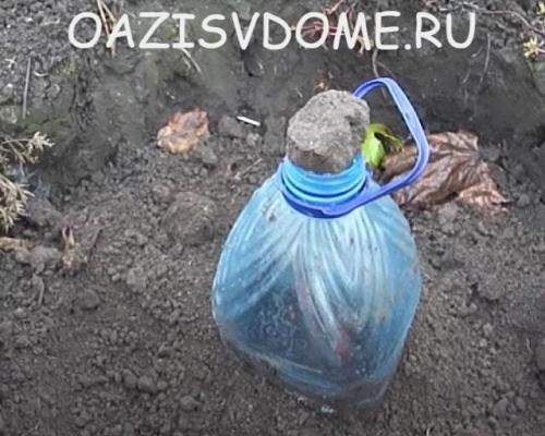 Как правильно укрыть виноград первого года посадки. Укрытие на зиму молодого винограда 1 года: когда как и чем укрыть саженец