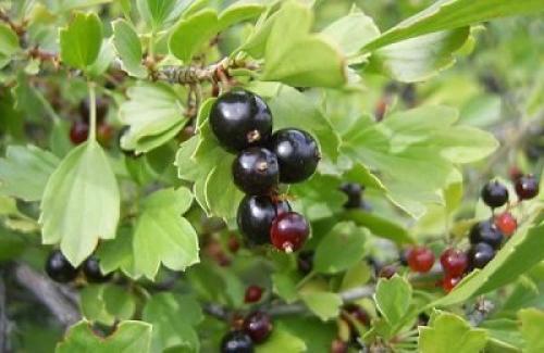 Репис ягода. Общие характеристики и разновидности реписа