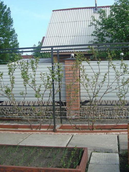 Таблица: время обрезки винограда в разных регионах