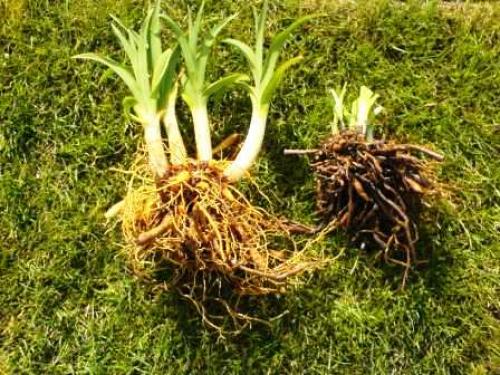 Осенняя или весенняя пересадка лилейников. Сад и огород - поделись с друзьями! 03