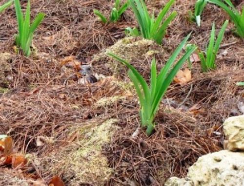 Осенняя или весенняя пересадка лилейников. Сад и огород - поделись с друзьями! 02