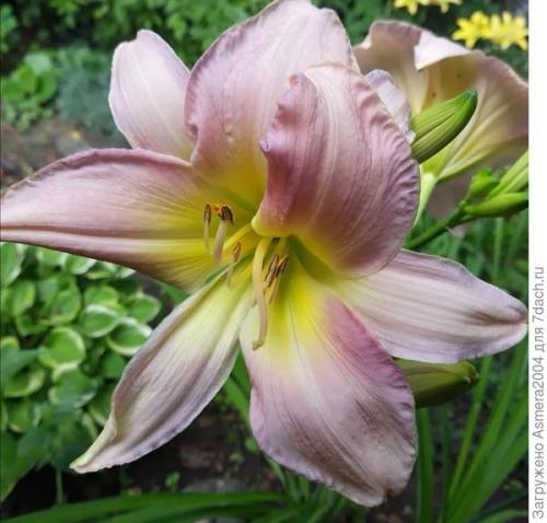 Обрезка лилейника после цветения. Подготовка лилейников к зиме, или Зачем обрезать цветы осенью