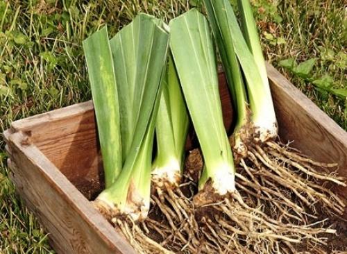 Осенняя или весенняя пересадка лилейников. Сад и огород - поделись с друзьями! 01