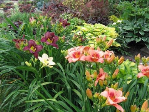 Осенняя или весенняя пересадка лилейников. Сад и огород - поделись с друзьями! 10