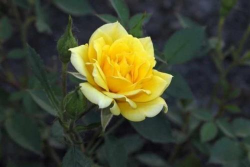 Сорта роз по цвету. Популярные сорта роз для средней полосы (60 фото с описанием)