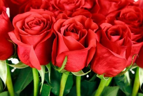 Сорта роз флористика. Самые известные сорта