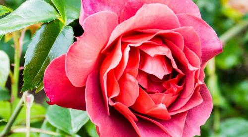 Популярные и необычные сорта коричневых роз. Необычные розы: 15 лучших сортов роз для посадки в цветник 02 Популярные и необычные сорта коричневых роз. Необычные розы: 15 лучших сортов роз для посадки в цветник 02