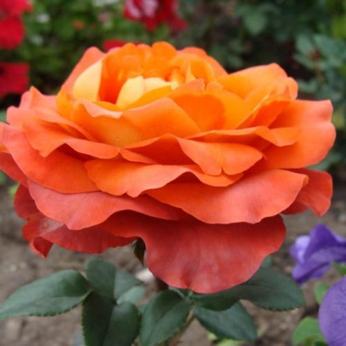 Кофейные розы. Роза Кофе Брейк (coffee break) —, что это за сорт