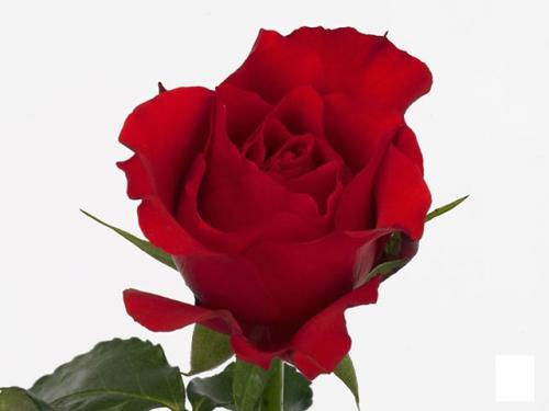 Сорта роз флористика. Самые известные сорта