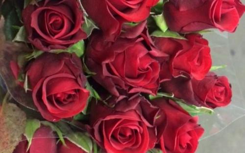 Сорта роз флористика. Самые известные сорта