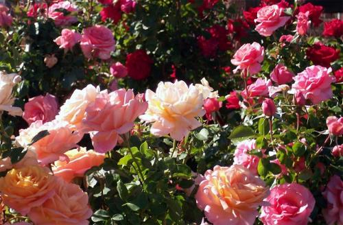 Сорта роз Эквадор. Лучшие сорта роз Эквадор