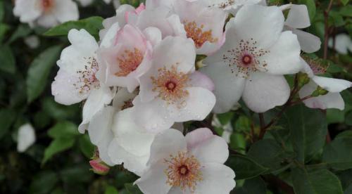 Популярные и необычные сорта коричневых роз. Необычные розы: 15 лучших сортов роз для посадки в цветник 01 Популярные и необычные сорта коричневых роз. Необычные розы: 15 лучших сортов роз для посадки в цветник 01