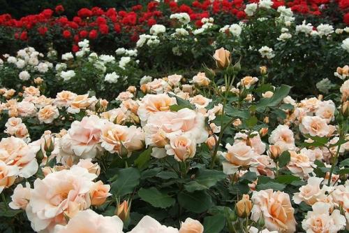 Сорта роз Эквадор. Лучшие сорта роз Эквадор