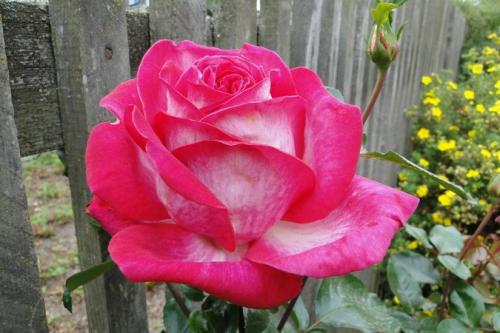 Сорта роз по цвету. Популярные сорта роз для средней полосы (60 фото с описанием)