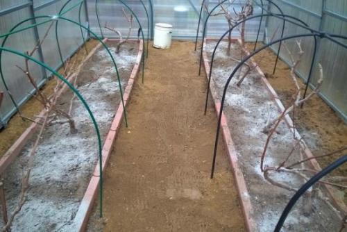 Какие недостатки может иметь загущенная посадка кустов винограда. Особенности посадки в теплицах