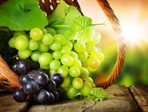 Какие сорта винограда наиболее продуктивны. Выращивание