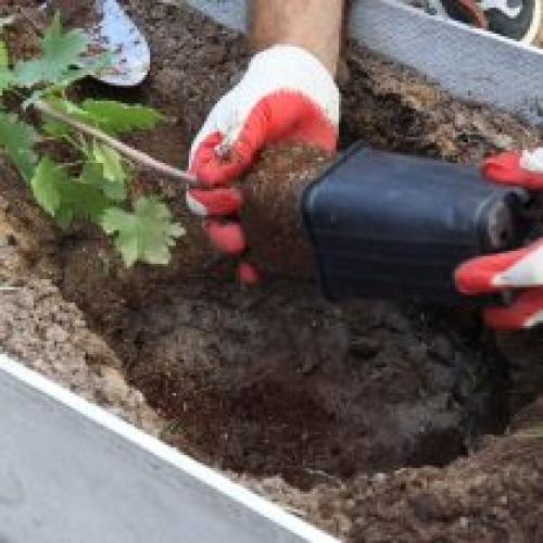 Как выбрать подходящий участок для выращивания винограда. Посадка винограда