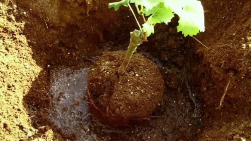 Как вырастить два урожая винограда в год в квартире 04 Как вырастить два урожая винограда в год в квартире 04