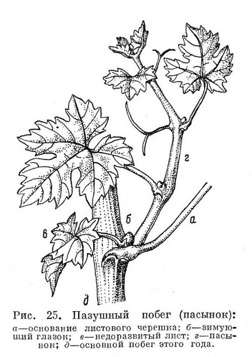 Что такое виноград на пасынках. Пасынкование винограда: что это такое, когда и почему их необходимо удалять