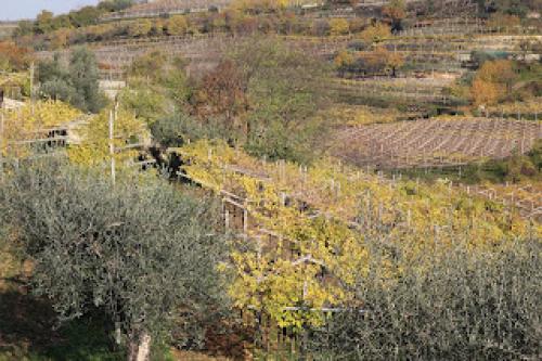 Блог про виноград Киушкина Николая. Винодельческий регион Valpolichella, Verona, Italy