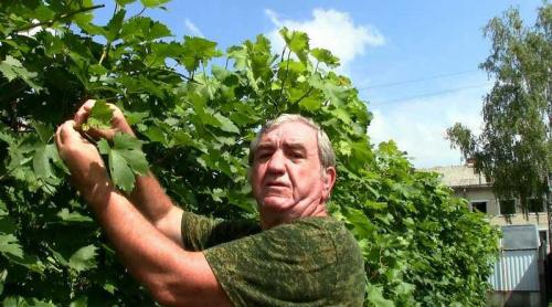 Как выбрать подходящий тип пасынка для выращивания винограда. Длинные пасынки или свисающий прирост винограда?