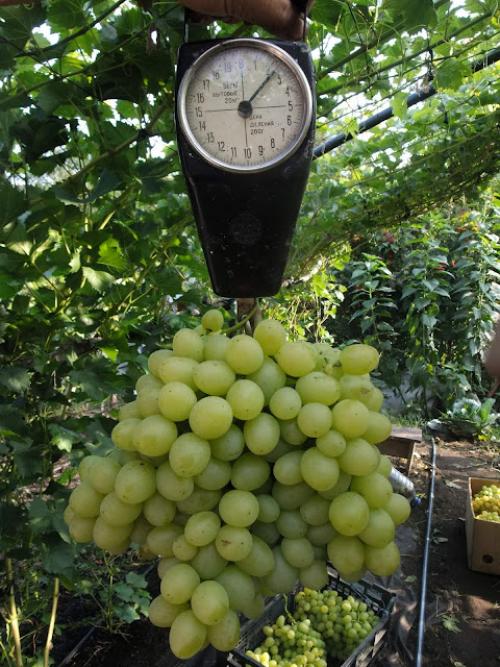 В каких странах растут сорта винограда, о которых пишет Киушкин Николай. Сорта винограда, которые растут у меня (Сезон 2012)