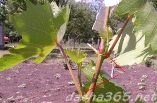 Что такое виноград на пасынках. Пасынкование винограда: что это такое, когда и почему их необходимо удалять