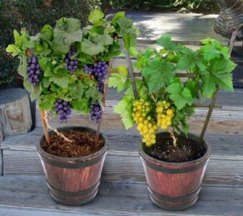 Как вырастить два урожая винограда в год в квартире 03 Как вырастить два урожая винограда в год в квартире 03