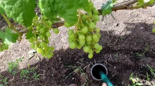 Как вырастить два урожая винограда в год в квартире 05 Как вырастить два урожая винограда в год в квартире 05