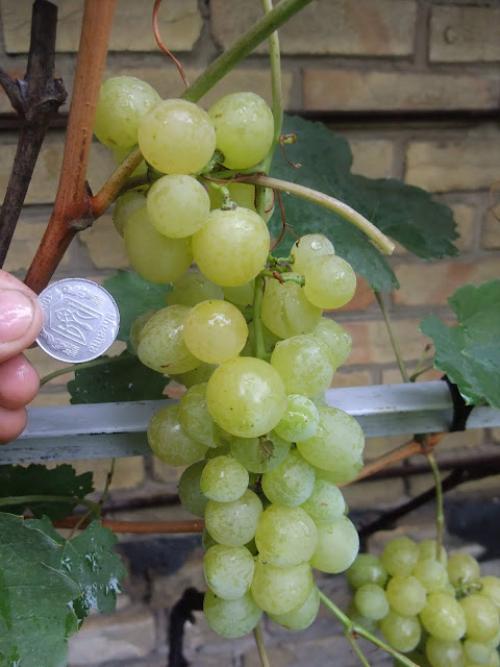 В каких странах растут сорта винограда, о которых пишет Киушкин Николай. Сорта винограда, которые растут у меня (Сезон 2012)