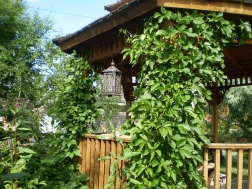 Какие растения можно использовать для создания естественной тени для винограда. Девичий виноград и его скрытые таланты