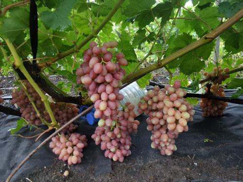В каких странах растут сорта винограда, о которых пишет Киушкин Николай. Сорта винограда, которые растут у меня (Сезон 2012)