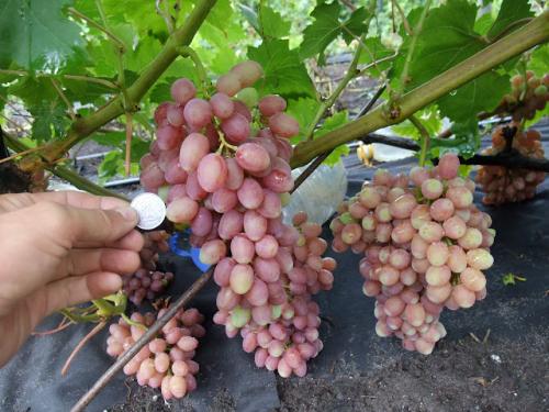 В каких странах растут сорта винограда, о которых пишет Киушкин Николай. Сорта винограда, которые растут у меня (Сезон 2012)