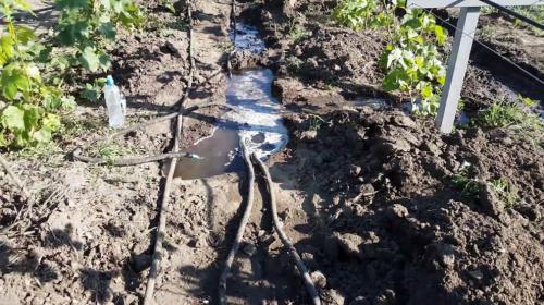 Как вырастить два урожая винограда в год в квартире 07 Как вырастить два урожая винограда в год в квартире 07