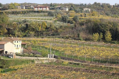 Блог про виноград Киушкина Николая. Винодельческий регион Valpolichella, Verona, Italy