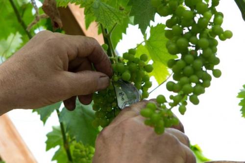 Как регулировать уровень освещения для винограда на пасынках. Цветение и завязывание плодов