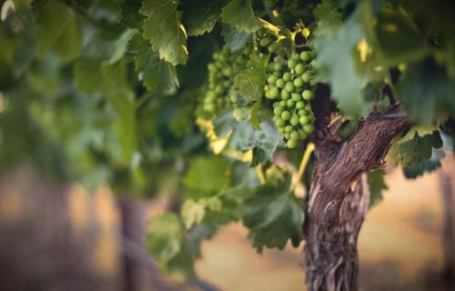 Как вырастить два урожая винограда в год в квартире 06 Как вырастить два урожая винограда в год в квартире 06