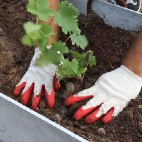 Как выбрать подходящий участок для выращивания винограда. Посадка винограда