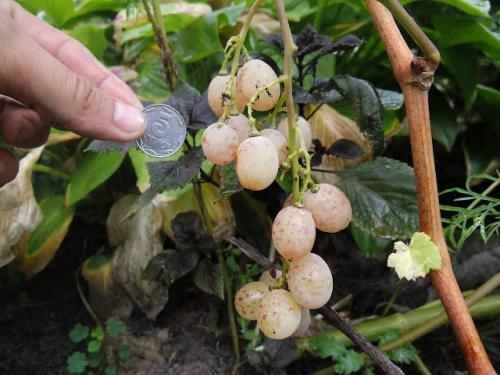 В каких странах растут сорта винограда, о которых пишет Киушкин Николай. Сорта винограда, которые растут у меня (Сезон 2012)