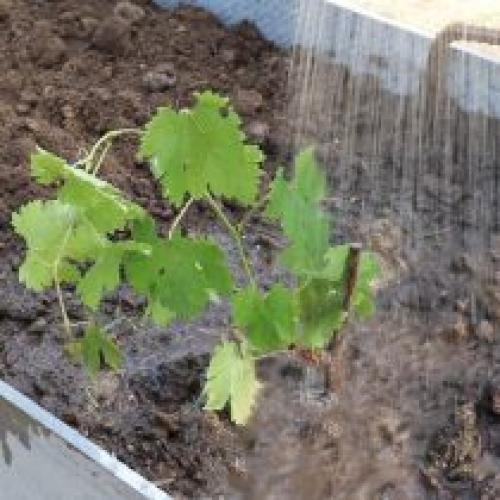 Как выбрать подходящий участок для выращивания винограда. Посадка винограда