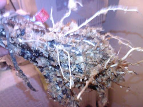 Какие способы Киушкин Николай предлагает для обработки винограда после сбора. Проращивание и укоренение черенков винограда с видео и фото