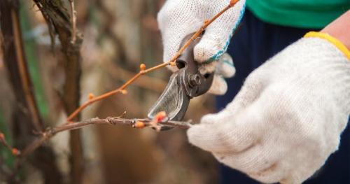 Какие этапы включает в себя обрезка кустов винограда. Летняя обрезка винограда