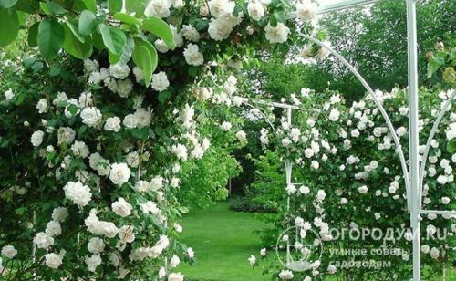 Непрерывно цветущие плетистые розы. Плетистые розы