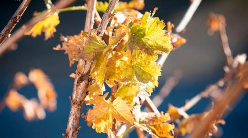 Как определить, сколько ветвей нужно оставить на кусте. Обрезаем смородину правильно. Почему на кусте должно остаться не более 15 ветвей?