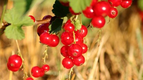 Как определить, сколько ветвей нужно оставить на кусте. Обрезаем смородину правильно. Почему на кусте должно остаться не более 15 ветвей?